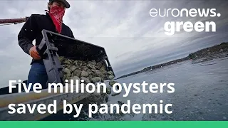 How the global pandemic has saved five million oysters