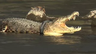 Race to save Indonesian croc stricken by tyre necklace