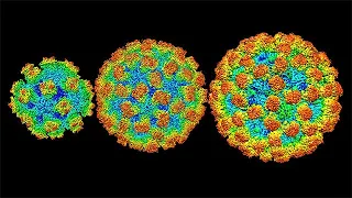 Structural Biology Behind Disease Transmission and Drug Design - Virtual Panel Discussion