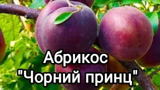 Огляд на абрикос "Чорний принц" / Review of the "Black Prince" Apricot