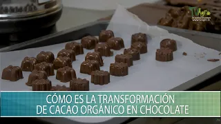 Como es la transformacion de cacao organico en chocolate - TvAgro por Juan Gonzalo Angel Restrepo