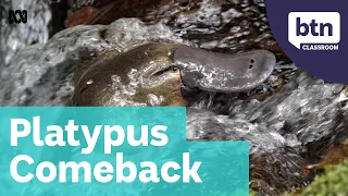 Platypuses return to the Royal National Park - Behind the News