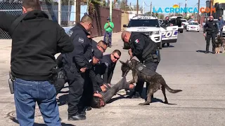 Armados hasta los dientes, los K9 de la Policía de Mexicali