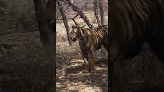 죽은 수컷 호랑이를 애타게 찾는 암컷 호랑이의 울음소리.  Female tiger grieves her dead mele tiger.