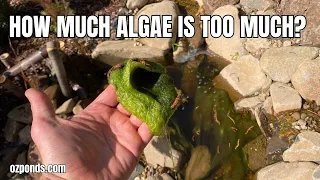 How much algae is too much algae?