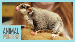 Sugar Gliders! What, Where, How