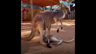 Baby kangaroo struggles to get into mom’s pouch   GMA