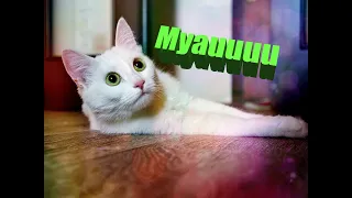 Смешное видео с кошками/Funny Cats/Приколы про животных