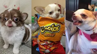 FUNNY, CUTE AND ANGRY CHIHUAHUA VIDEO COMPILATION 🐶 🤍| Funny Pets