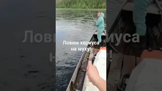 Рыбалка на хариуса!