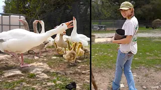 Maya gets HISSED at by the geese at the farm (ft. Eric)