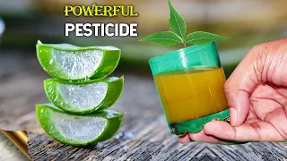 ALOE VERA + 5 INGREDIENTS = POWERFUL ORGANIC PESTICIDE FORMULA | NEEM OIL ALTERNATIVE PESTICIDE