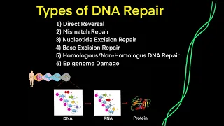 DNA Mutations & DNA Repair (EVERY TYPE OF DNA REPAIR YOU NEED TO KNOW FOR MCAT BIOLOGY GENETICS)