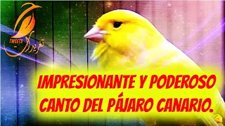 Impresionante y poderoso canto del pájaro canario.