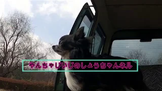 ＃旧車　日本旧軽車会　昭和平成クラシックカーフェスティバル　INキャッセ羽生行ってみた！