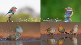 Beautiful Birds of Southern Africa