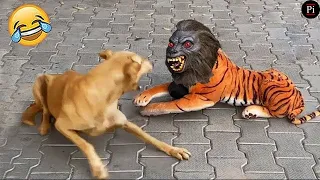 Funny Animal Videos 2024 😅 - Funniest Dogs and Cats Videos 😁 Ep 132