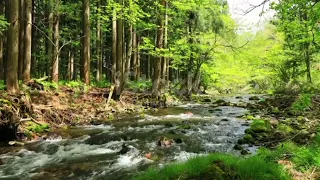 Beautiful river sounds, birds chirping, best sounds of nature in the mountains, ASMR