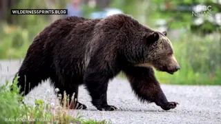 Grizzly Bear Showdown in Banff Canada! The Boss vs Split-Lip, ends in 3 km chase down highway!