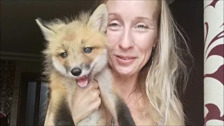 Welcome the New Member of our Family - Foxie the Fox