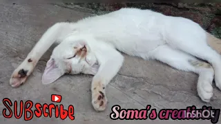 sleeping poses of my 🐈 cat#somascreativity