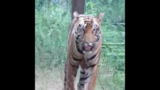 Tadoba- Head on Tiger