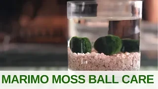 MARIMO Moss Ball Care | Jill Maurer