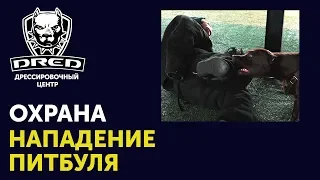 Чужой / Фас / Взять | Занятие с разбором упражнений | Питбуль Немецкая Овчарка Черный Терьер (4К)