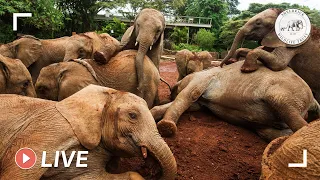 Baby elephants enjoy a milk feed and play in the mud in Kenya: 8th June 2020 | Sheldrick Trust