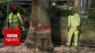 The city at war over its trees - BBC News