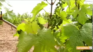 Prevención de mildiu en viñedo