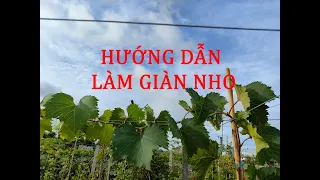 LÀM GIÀN CHO CÂY NHO. Zalo 0986943566- VƯỜN NHO PHƯỚC LẬP- UY TÍN- CHẤT LƯỢNG