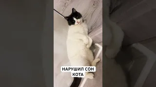 #shorts КОТ ИДИОТ СПИТ