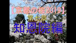 【京都の桜2019】第七章　知恩院編　Kyoto、Cherry Blossoms、Chion-in Temple