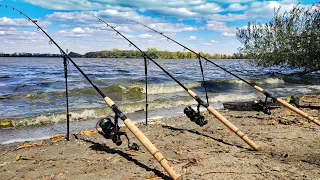 Find the Fish with this Simple Tactic! (Wild Carp Fishing)