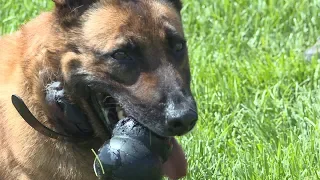 K-9 officer retires after 35 (dog) years