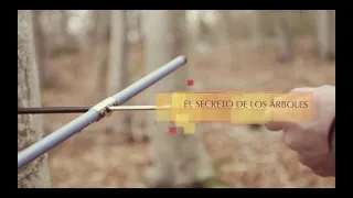 EL SECRETO DE LOS ARBOLES