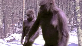 Mega Compilation of Disturbing Trail Cam Footage