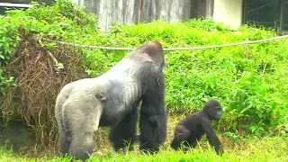 Jabali drinks milk when he sees his mother lying down🍼🍼😆🤣💦|D'jeeco Family|Gorilla|Taipei zoo