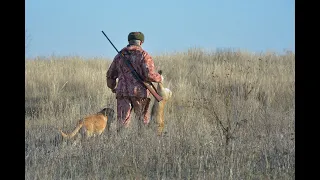 Охота с русской гончей.