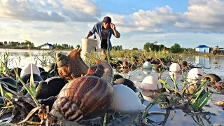 Wow Amazing Fishing! largest snails catching bearly by hand - a smart man picks egg duck at field