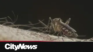 How are Edmontonians dealing with mosquitoes?