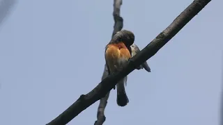 kashmir flycatcher