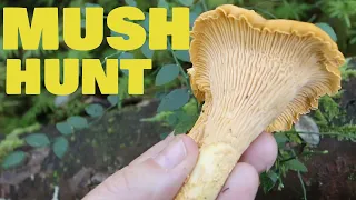 FINALLY! Edible Chanterells in the PNW Woods - Mush Hunt 2021