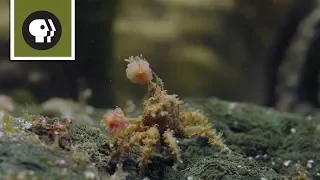 Boxer Crab Fights off Pufferfish