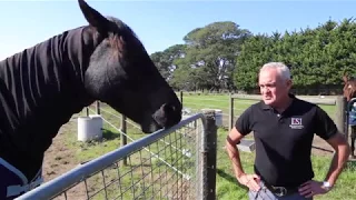 What is cribbing/windsucking? Why do horses do it, with Andrew McLean