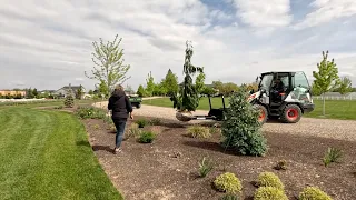 Planting 5 Big Gorgeous Evergreens & 2 Lilacs! 🌲💜🌲 // Garden Answer