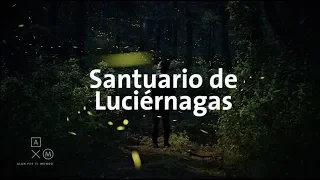 Santuario de Luciérnagas 4K | Alan por el mundo