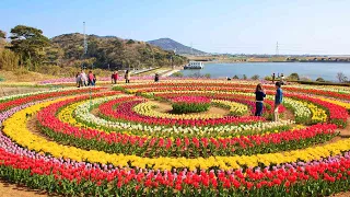 Asia’s largest Tulip Garden opens for visitors & tourists in Kashmir; Watch Video | Oneindia News