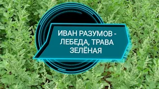 Иван Разумов - Лебеда, трава зелёная 🌿красивая песня под гармонь 🎶